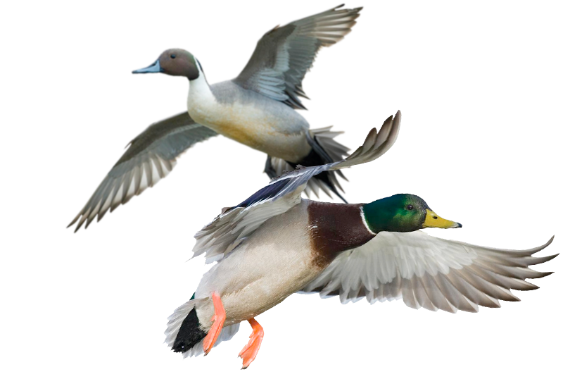 The Goose Guys - The best waterfowl hunting guide services in